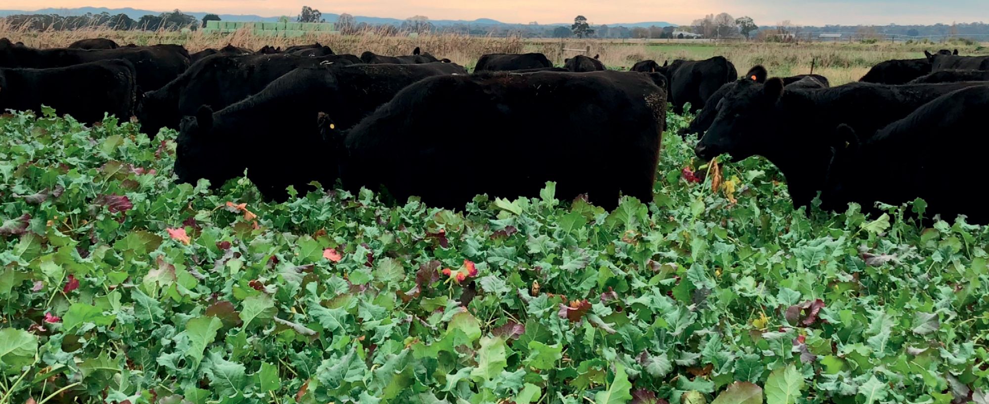 Home DLF Seeds Australia home-dlf-seeds-australia